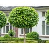 Katalpa bignóniovitá Nana na 180-200 cm kmienku, výška 220-260 cm, kvetináč 10 l
