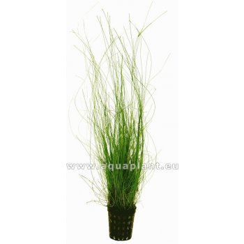 Eleocharis vivipara