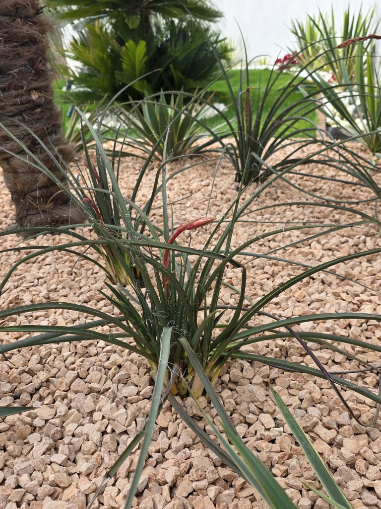 Hesperaloe parviflora 10l