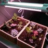 HIBRIGHT LED GROW trubica pre rast kaktusov a sukulentov, 5W, 30 cm, plné spektrum ružovo-fialová