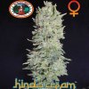 Big Buddha Seeds - Hindu Cream 10 ks - Semienka neobsahujú THC