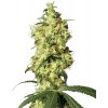 Sensi Seeds Cannabis Seeds White Widow Automatic Feminized by White Label, 3-10 ks 10 ks