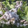 Orgován obyčajný FloraSelf Syringa vulgaris „Nadezhda“ 40-60 cm kvetináč 3 l
