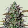 Royal Queen Seeds x Tyson GOAT´lato Auto semena neobsahují THC 5 ks