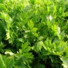 Zeler listový jemný - Apium graveolens - semená - 0,5 g