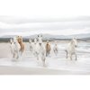Komar Papierová fototapeta White Horses, rozmery 368 x 254 cm