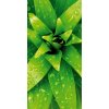 Dimex fototapeta Zelená rastlina S-477 | 110 x 220 cm (Vliesová fototapeta | lepidlo zdarma)