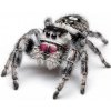 Phidippus regius Bahama sv.3