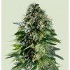 Royal Queen Seeds Corkscrew Auto semena neobsahují THC 1 ks