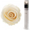 Darčeková stabilizovaná ruža - champagne