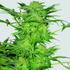 Nirvana AK-48 regular semena neobsahují THC 10 ks