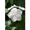 Vinca Catharanthus roseum previslá vinca Mediterranean XP Series White 1000 semien