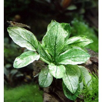 Anubias Nana Pinto