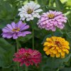 Cínia pôvabná georgínokvetá Field Grown Mixure - Zinnia elegans - semená cínie - 50 ks