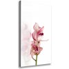 Vertikálny foto obraz na plátne Ružová orchidea 50x100 cm