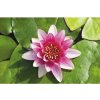 Trpasličie lekno červené FloraSelf Nymphaea pygmea 'Rubra' kvetináč Ø 11 cm