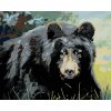 Zuty – Maľovanie Podľa Čísel – Medveď Pohľad Do Očí (D. Rusty Rust), 40 × 50 cm, Plátno 8596530162889