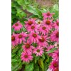 Strapatkovka Echinacea 'Purpurea magnus' 1 ks