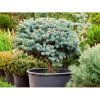 Smrek pichľavý (Picea pungens) ´GLAUCA GLOBOSA´ – výška 20-30 cm, ⌀ 20 cm, kont. C2L