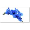 Foto obraz akrylové sklo Modrá orchidea 100x50 cm