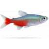 Aquascaperi Tetra Rathbunova – Aphyocharax rathbuni