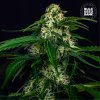 Bulk Seed Bank - Auto Watermelon Jam 5 ks - semená neobsahujú THC