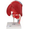 Model ľudského bedrového kĺbu s odnímateľnými svalmi, 7 častí (Anatomické modely)