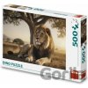 Puzzle 500 Odpočívající lev - Dino