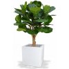 MF Umelý strom Fikus Lyrata DeLuxe (130cm)