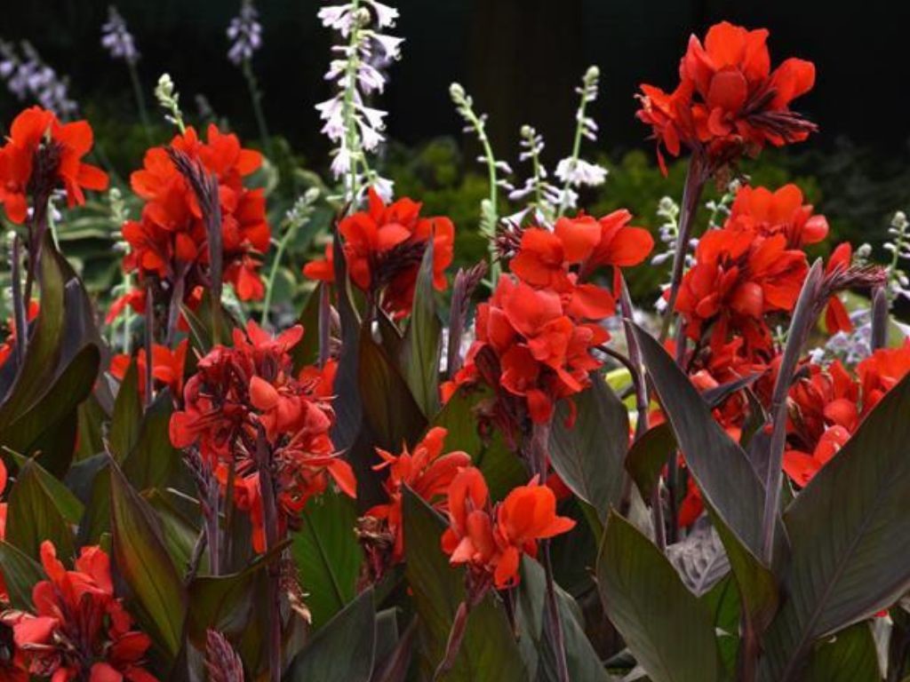 Canna indická CANNOVA Scarlet Bronze Leaf - Kana, kont. 1 l