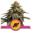 Royal Queen seeds Royal Skywalker neobsahují THC 5 ks