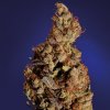 Soma Seeds - Somari 5 ks - Semená neobsahujú THC