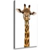 Vertikálny moderný fotoobraz canvas na ráme Žirafa 50x100 cm