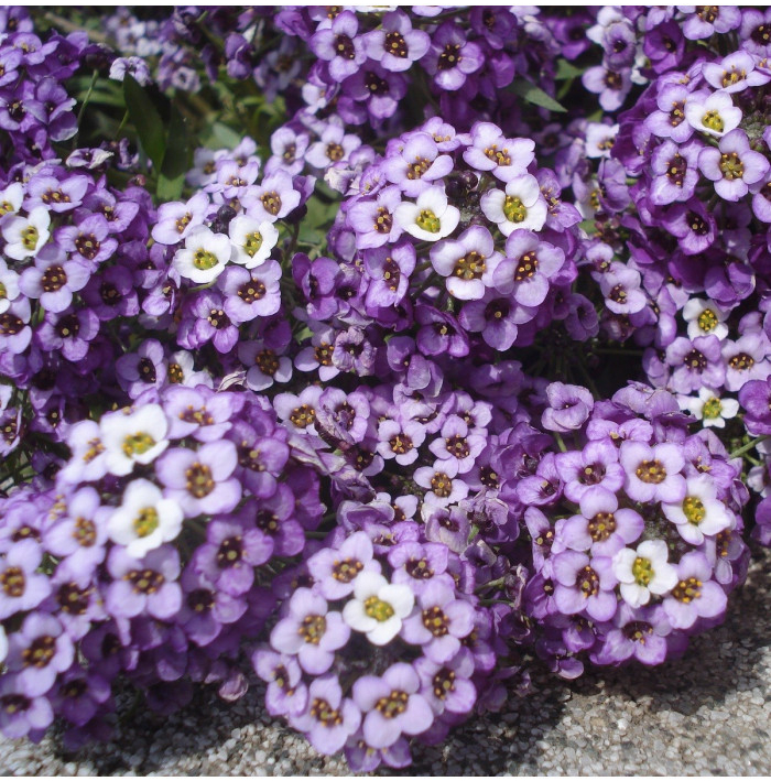 Lobulária prímorská Fialová kráľovná - Alyssum maritimum - semená - 1 g