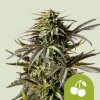 Royal Queen Seeds Cannabis Seeds Cherry Pie Auto 3 ks