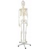 Anatomický model kostry 1:1 170 cm Malatec 22583