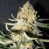 The Kush Brothers Seeds - Exotic Kush 1 ks - Semená neobsahujú THC