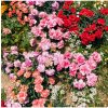 Klinček trpasličí - mix farieb - Dianthus caryophyllus - predaj semien - 130 ks