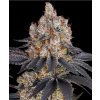Blue Gelato 41 - Barney´s Farm Balenie: 5ks