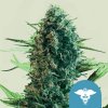 Royal Queen Seeds Royal Medic CBD semena neobsahují THC 25 ks