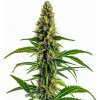 Blimburn Seeds - Mamba Negra CBD 3 ks - Semienka neobsahujú THC