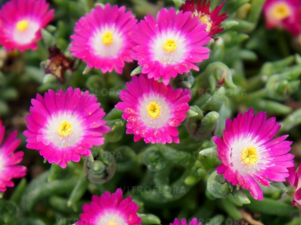 Delosperma Jewel of Desert Amethyst - Poludňovka, kont. 0,5 l