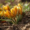 Krókus Fuscotinctus - Crocus Fuscontinctus - hľuzy krókusu - 3 ks