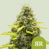 Royal Queen Seeds Cannabis Seeds Royal Runtz Auto 3 pcs
