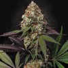Paradise Seeds Caramba semena neobsahují THC 5 ks