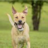 PetSafe Extra obojok pre elektrický ohradník pre psov PetSafe® Classic