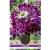 Cínia XXL Florex Dahlia 'Vancouver' 1 ks
