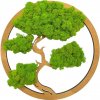 Machový obraz Bonsai 40cm Dub