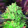 The Kush Brothers Seeds - Gelato Royal 10 ks - Semená neobsahujú THC.