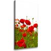 Vertikálny foto obraz na plátne do obývačky Pole makov 50x100 cm